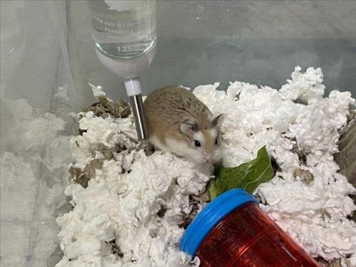ABEL - Hamster available for adoption