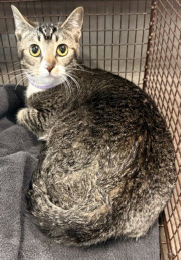MAVERICK - Domestic Short Hair for adoption in Santa Clarita