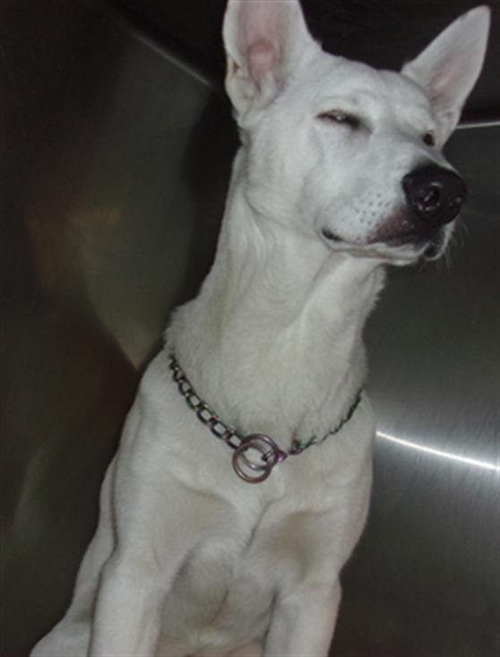 STITCH - Samoyed / Siberian Husky available for adoption