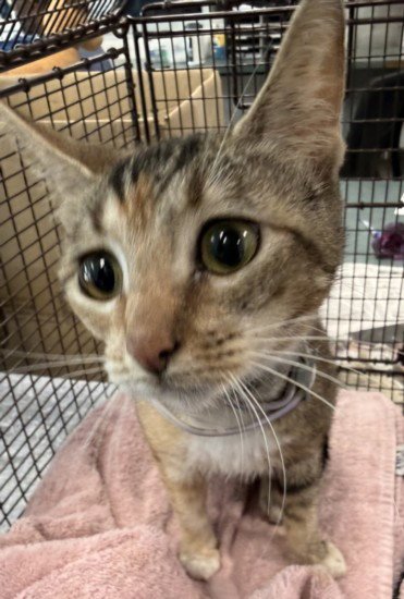 SERAFINA - Domestic Short Hair available for adoption