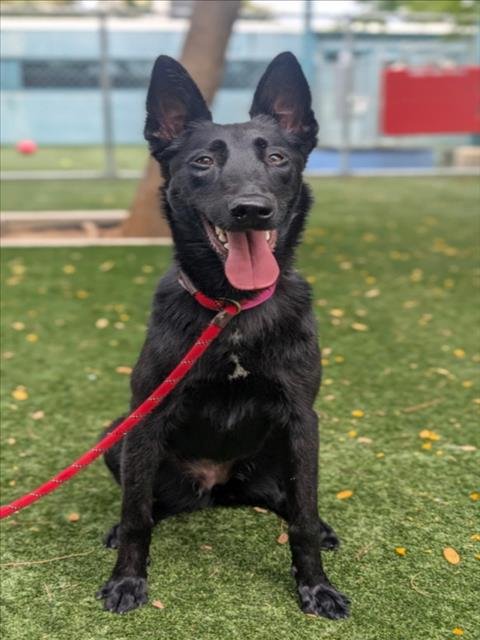NUNA - Belgian Shepherd Malinois for adoption in Santa Clarita