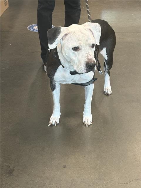 BANKSY BENNETT - Staffordshire Bull Terrier available for adoption