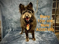 BARRY - Photo 1