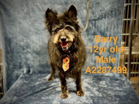 BARRY - Miniature Schnauzer available for adoption