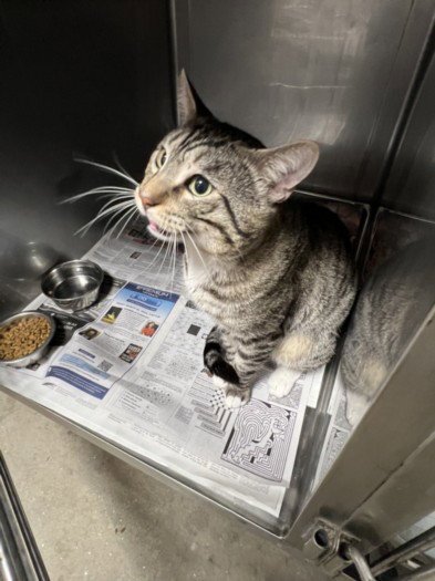 REX - Domestic Short Hair available for adoption
