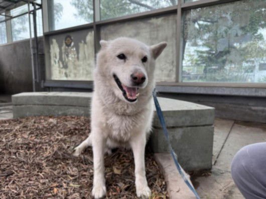 LAZY - Husky available for adoption
