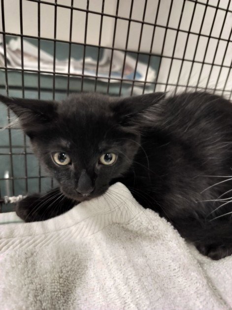 SHARK - Domestic Short Hair available for adoption