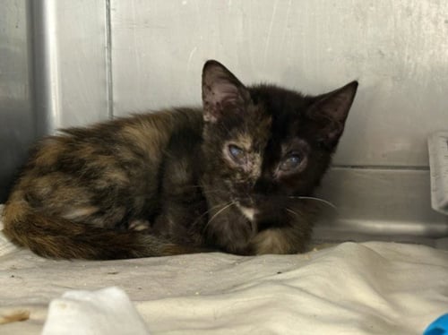 PLUM - Domestic Short Hair available for adoption