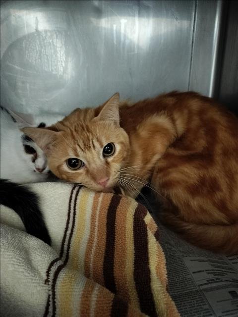 TANNY - Domestic Short Hair available for adoption