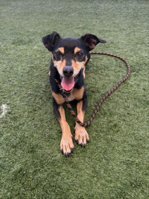 LUCKY - Dachshund / Chihuahua for adoption in Santa Clarita