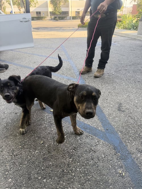 MOSES - Flat-coated Retriever available for adoption