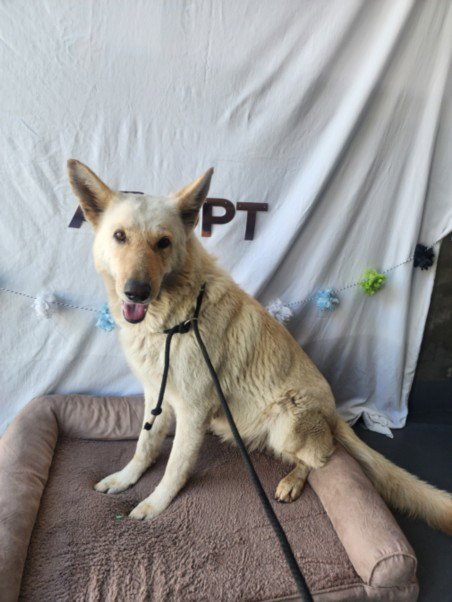 AVALANCHE - German Shepherd Dog for adoption in Santa Clarita