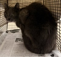 KITTY KITTY - Photo 1