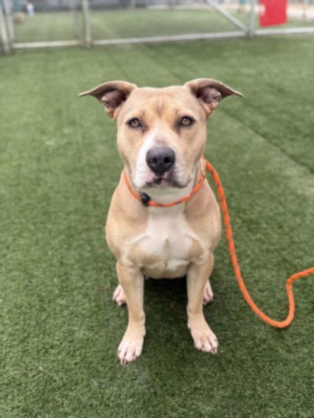 UNIQUE - American Pit Bull Terrier available for adoption