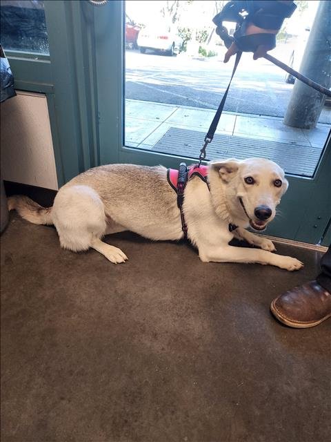 COFFEE - German Shepherd Dog for adoption in Santa Clarita