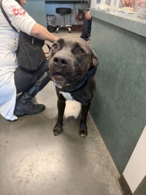 LEVI - Pit Bull Terrier available for adoption