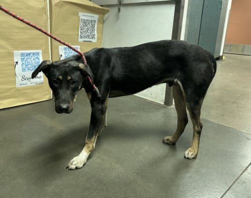 EDGAR - German Shepherd Dog / Doberman Pinscher available for adoption