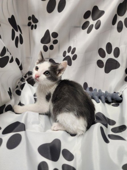 RANGER - Domestic Short Hair available for adoption
