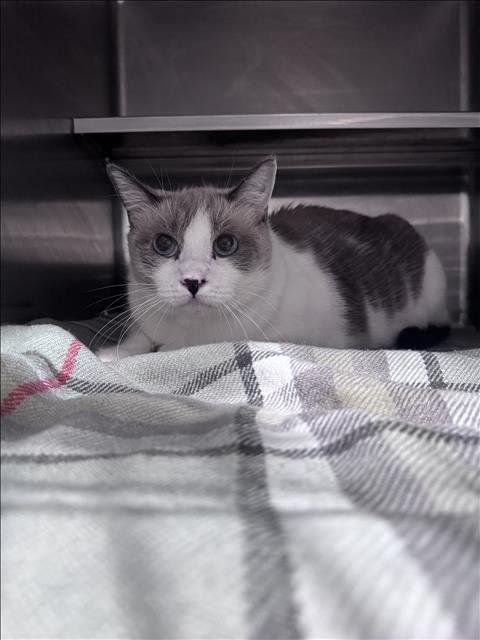 PEPPER Image