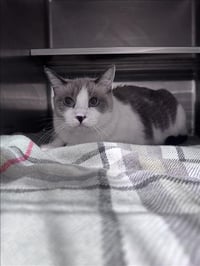 PEPPER - Photo 1