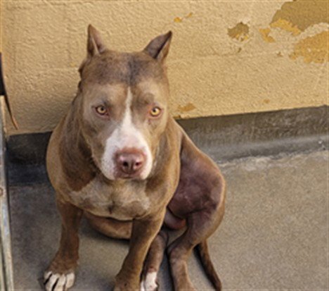 BABY - Pit Bull Terrier for adoption in Santa Clarita