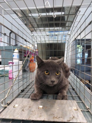 ZO - Domestic Short Hair available for adoption