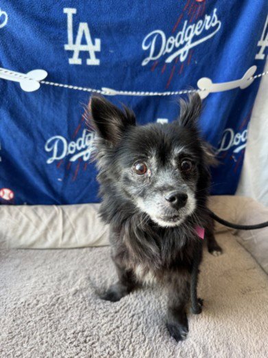 BLACKEY - Chihuahua available for adoption