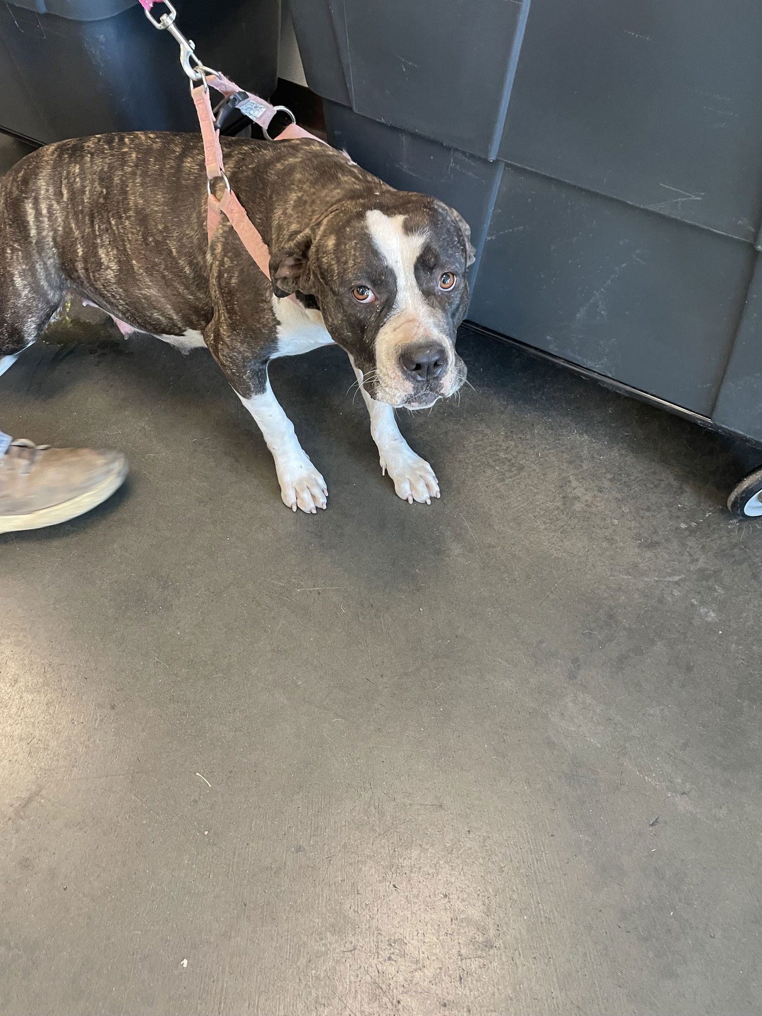 GRIS - Staffordshire Bull Terrier available for adoption