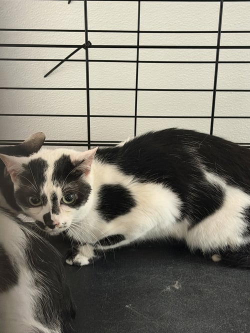 MOO - Domestic Short Hair for adoption in Santa Clarita