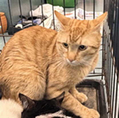 CREAM - Domestic Short Hair for adoption in Santa Clarita