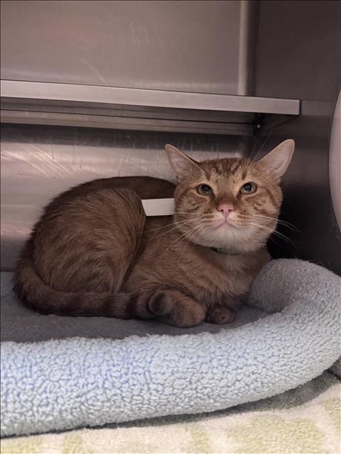 CREAM - Domestic Short Hair available for adoption