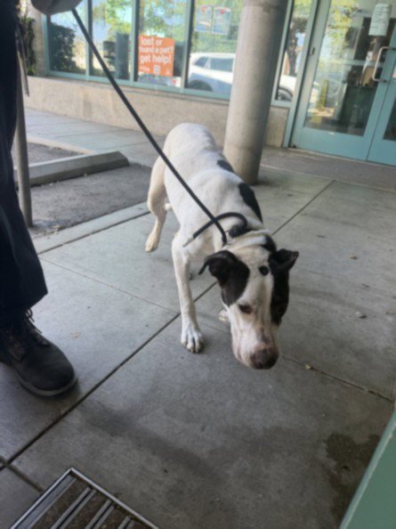 CHESTER - Bull Terrier / American Pit Bull Terrier available for adoption