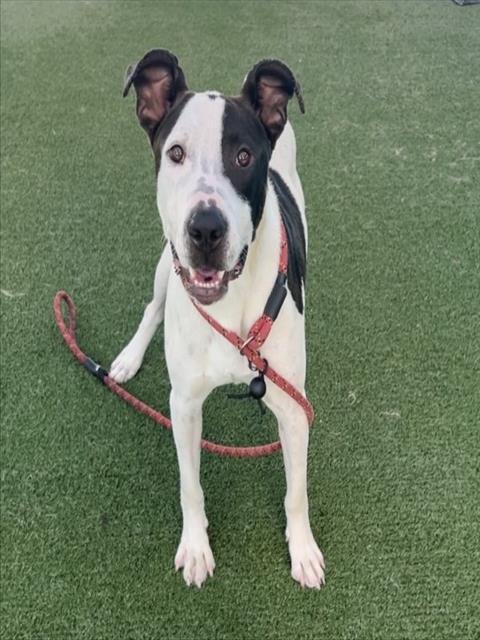 CHESTER - Bull Terrier / American Pit Bull Terrier for adoption in Santa Clarita