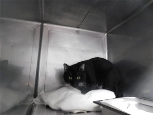 BENJI - Domestic Short Hair available for adoption