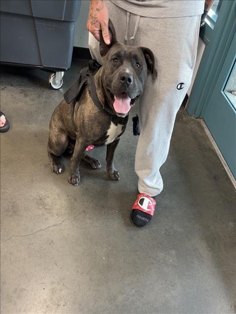 ARIES - Pit Bull Terrier available for adoption