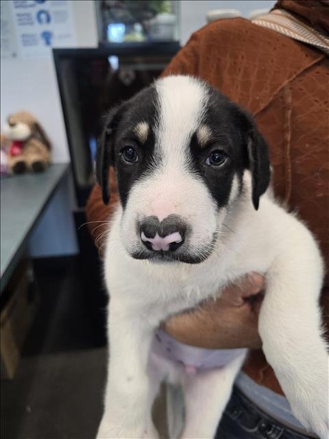 JEFFERY - Siberian Husky available for adoption