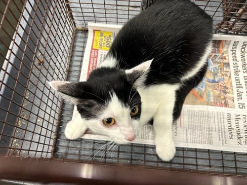 MARINARA - Domestic Short Hair available for adoption