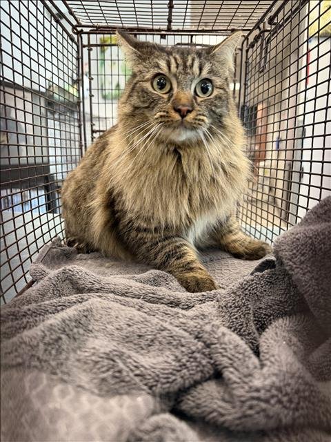 ROSITA - Domestic Short Hair available for adoption