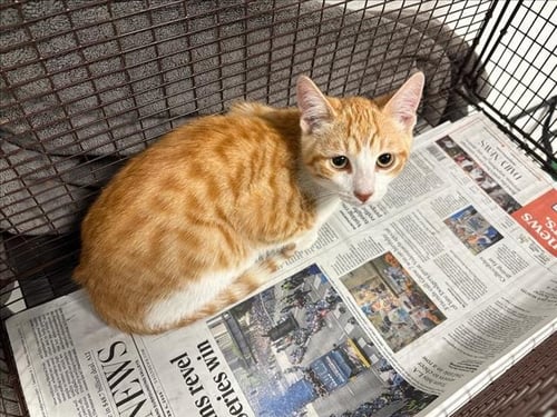 BROTHER - Domestic Short Hair available for adoption