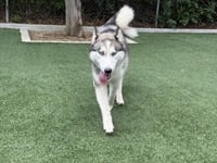KIARA - Photo 1