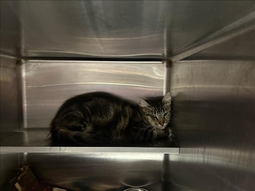 QUICK - Domestic Short Hair for adoption in Santa Clarita