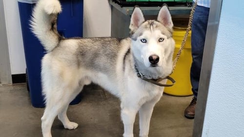 SPARKY - Siberian Husky available for adoption