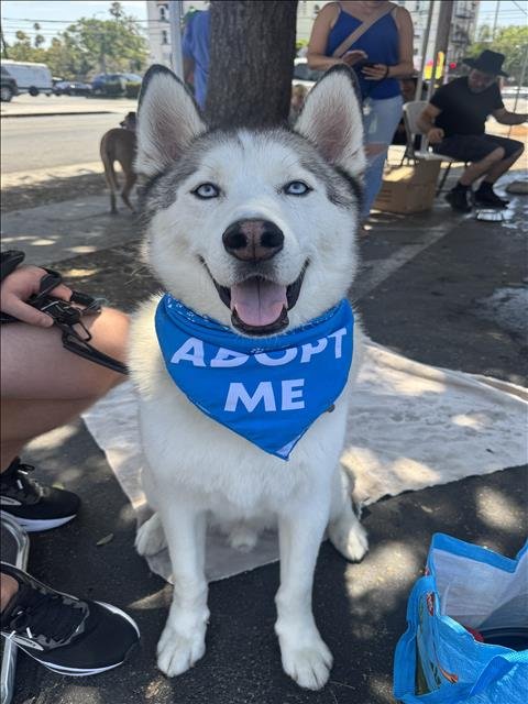 SPARKY - Siberian Husky for adoption in Santa Clarita