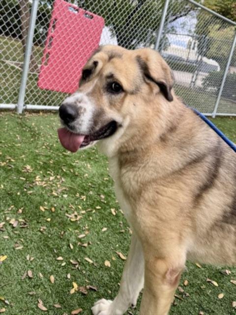 BEBANG - Anatolian Shepherd available for adoption