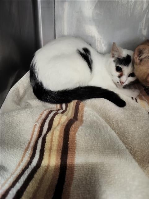 MILKY - Domestic Short Hair available for adoption