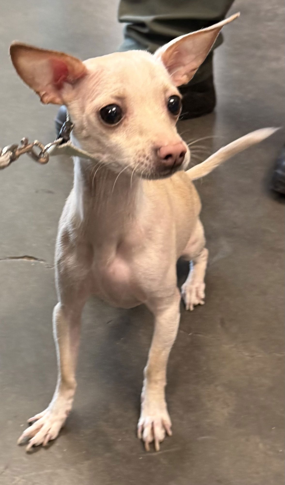 BUDDY - Chihuahua available for adoption