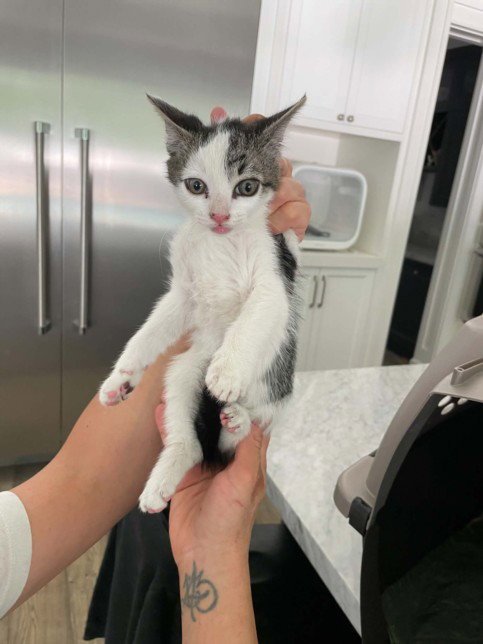 ASIA - Domestic Short Hair available for adoption