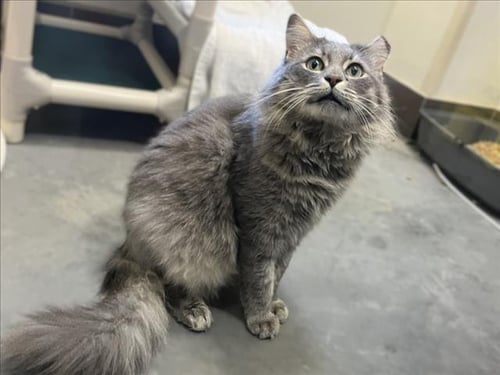 MACE - Domestic Long Hair available for adoption