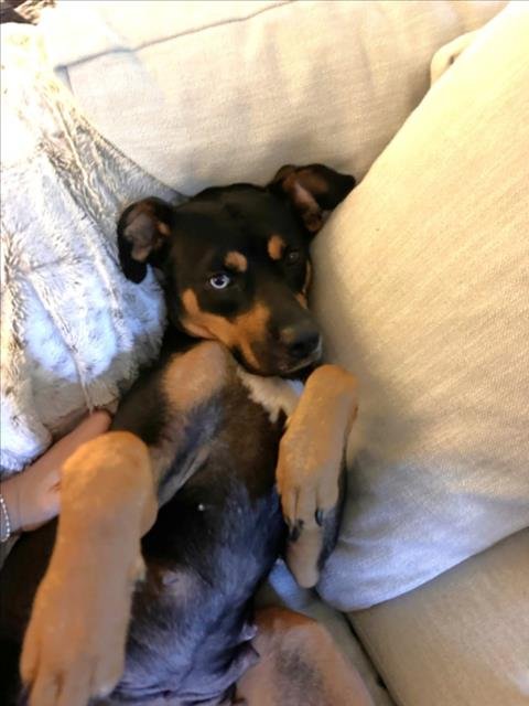 AERI - Hound available for adoption