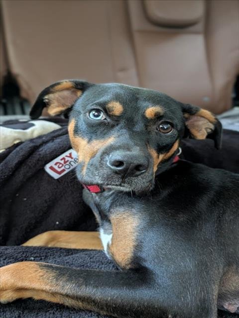 AERI - Hound available for adoption